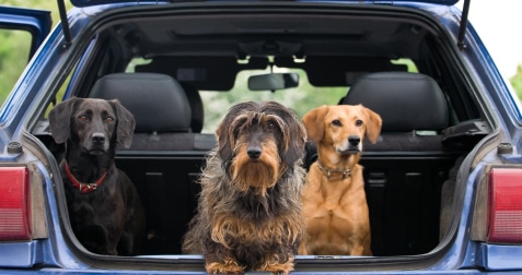 pet-taxi-lg