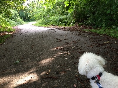 Dog Trail Walk Crofton