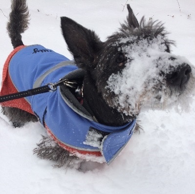 Bowie Dog Walking Pet Sitting Safety Tips Snow Heat 