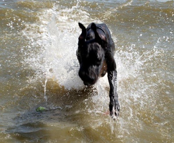 Dog Walking Tips Swim