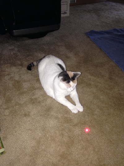 Laser Cat Pet Sitting Heat
