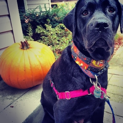 Annapolis Dog Walking Fall Pet Safety