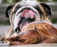 Thanksgiving-Turkey-and-Dog-e1321894402497