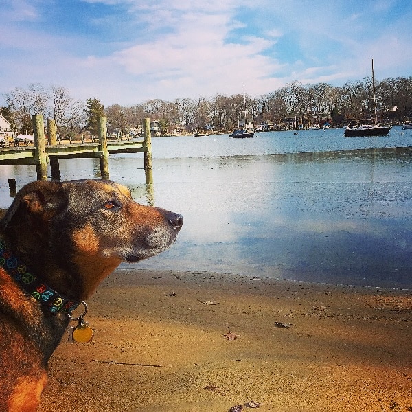 Dolly Annapolis Dog Walking