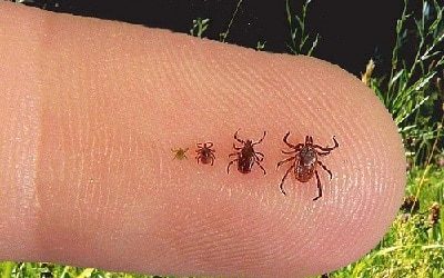 Safety Tips from Your Favorite Dog Walker: Tick Season!