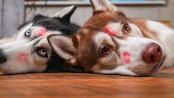 6 Ways to Celebrate Valentine’s Day With Your Dog