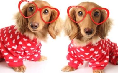 Valentine’s Day Gifts for Dogs