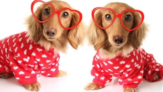 Valentine’s Day Gifts for Dogs