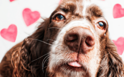 Why Your Dog is the Best Valentine’s Date