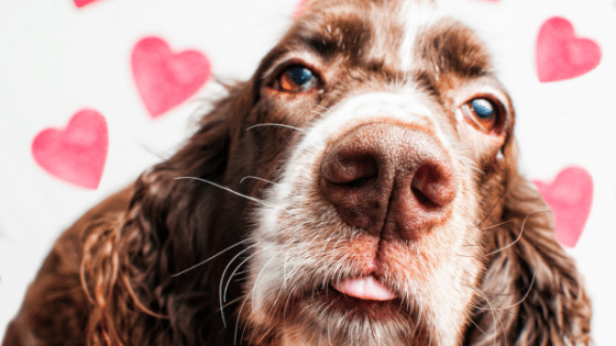 Why Your Dog is the Best Valentine’s Date
