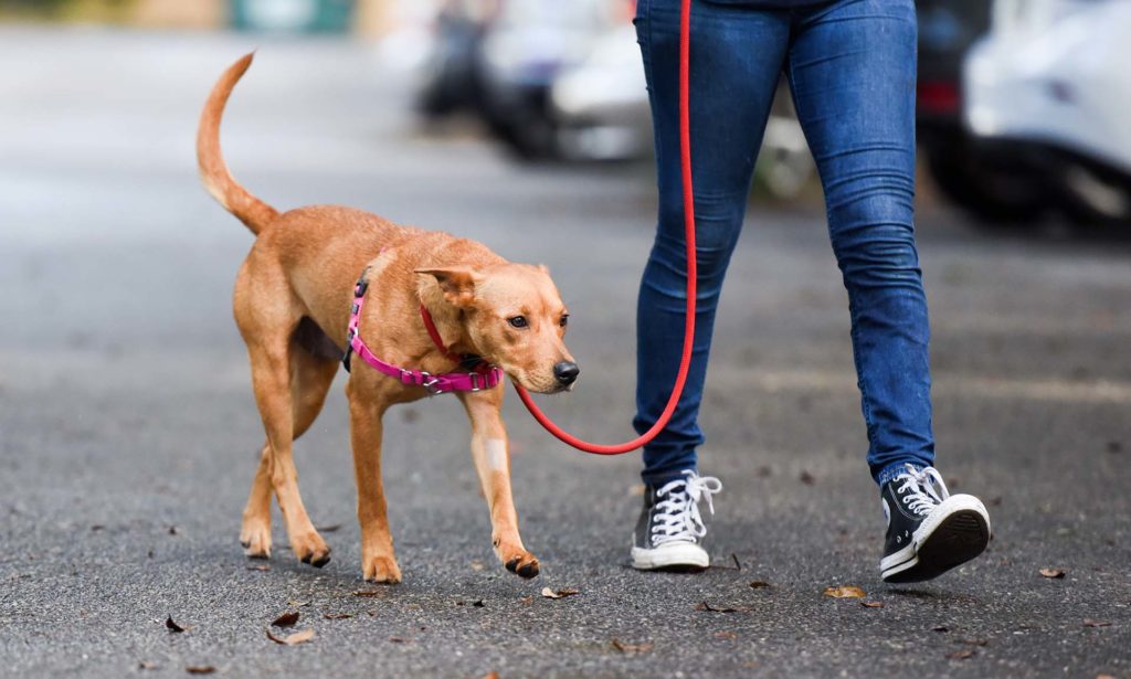 Dog walked in Annapolis and Crofton by a person.