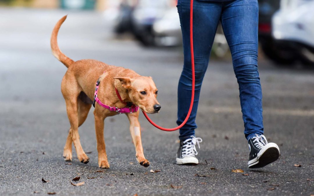 October Is Pet Obesity Awareness Month: How Regular Walks Help Keep Local Pups Healthy
