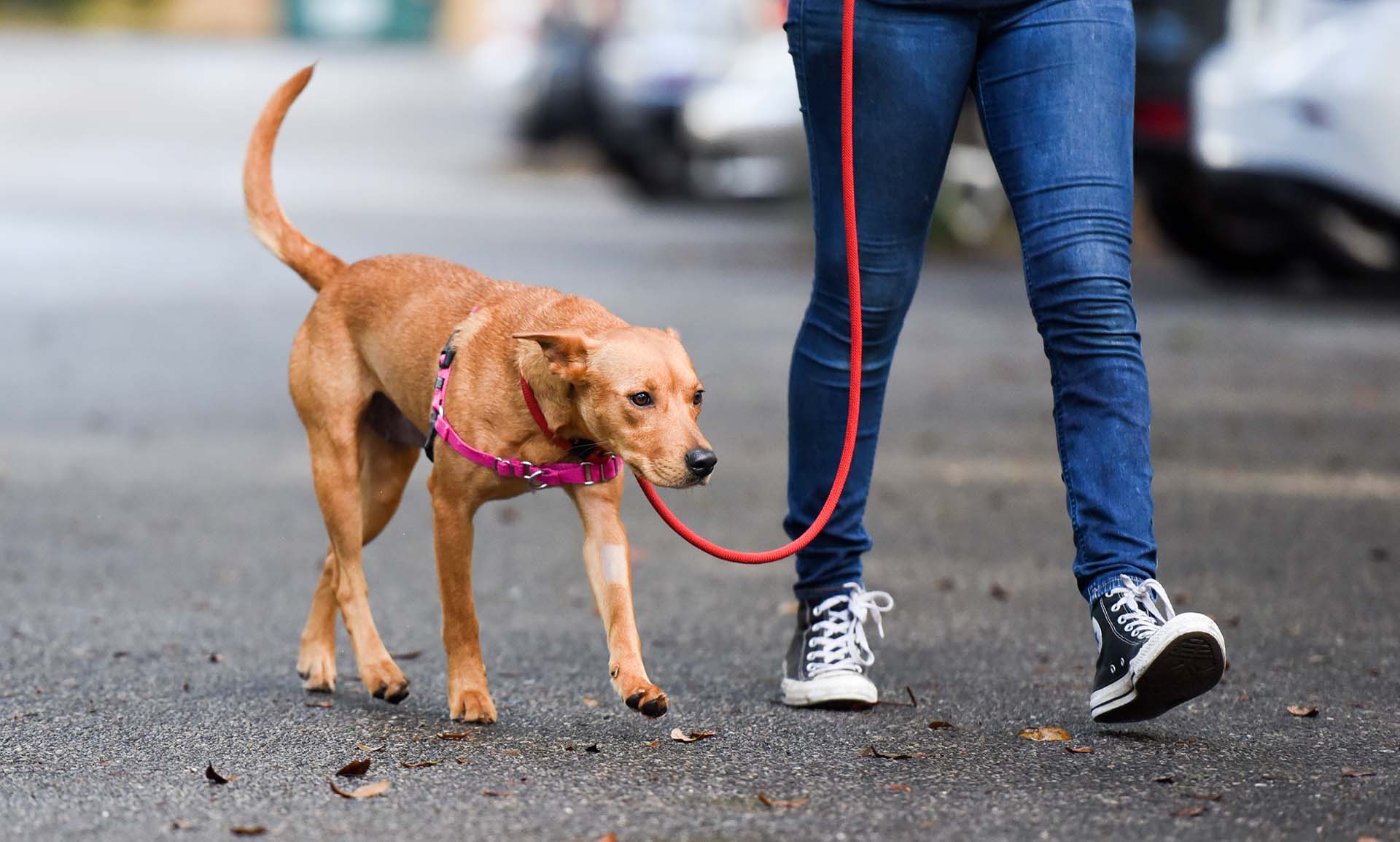 Dog walking in Annapolis and Crofton by a person.