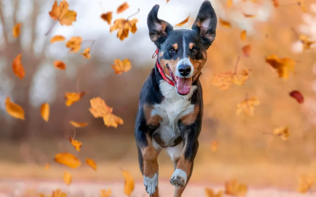 Fall Dangers for Dogs: How to Keep Your Pet Safe This Autumn