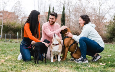 What to Expect as a New Client: Our Dog Walking Intake Process