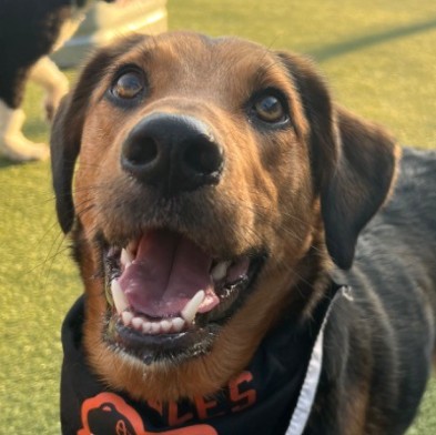 Annapolis dog walker