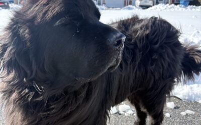 Winter Is Almost Over (We Promise!) 🐾