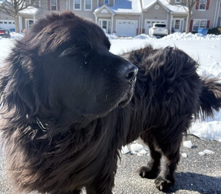 Surviving the Snow and Ice Across Anne Arundel County