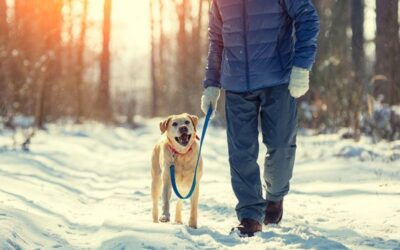 Winter Dog Walking Safety Tips