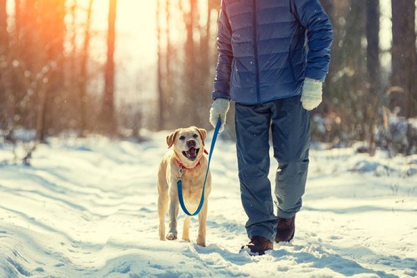 Winter Dog Walking Safety Tips