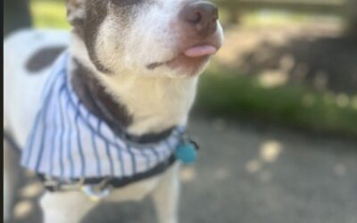 Discover Dog Walking in the Two Rivers Community 🐾