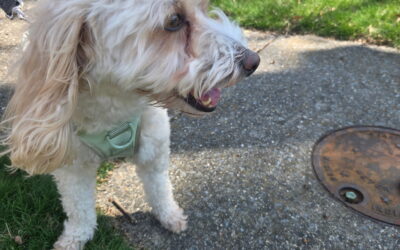 Why Spring Is the Best Time to Hire a Dog Walker in Annapolis