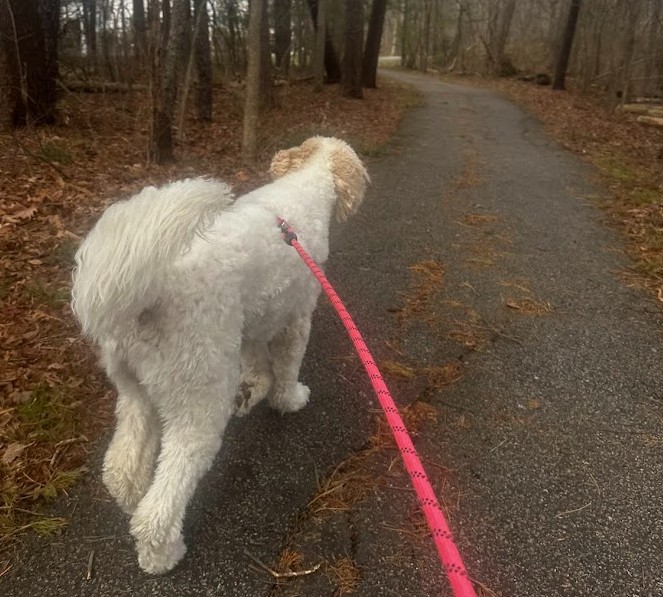 dog walking odenton