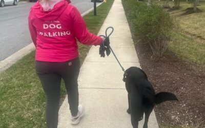 🐾 What Happens on a Midday Dog Walk