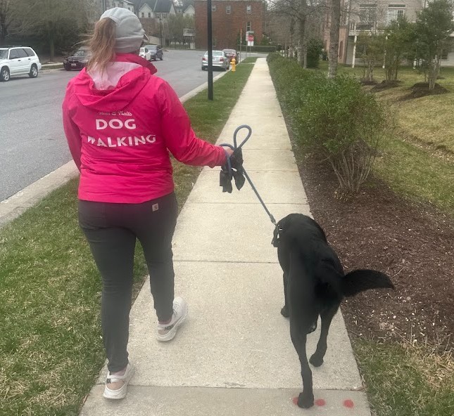 dog walking annapolis