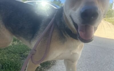 Why Midday Dog Walking Matters More Than You Think