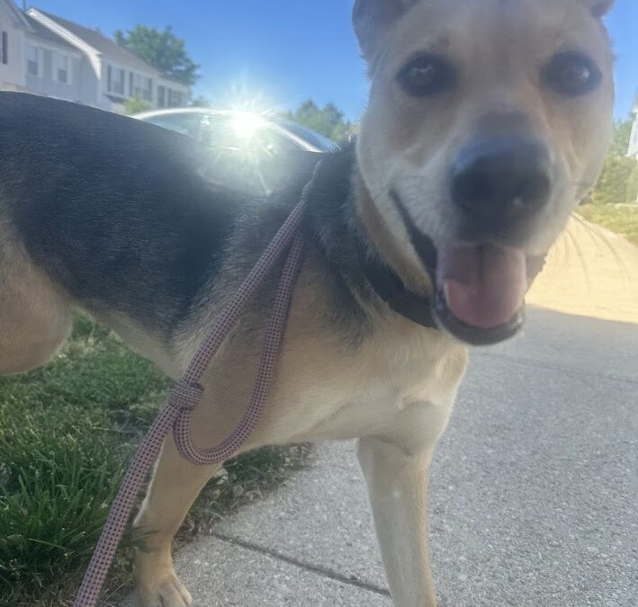 Annapolis dog walker