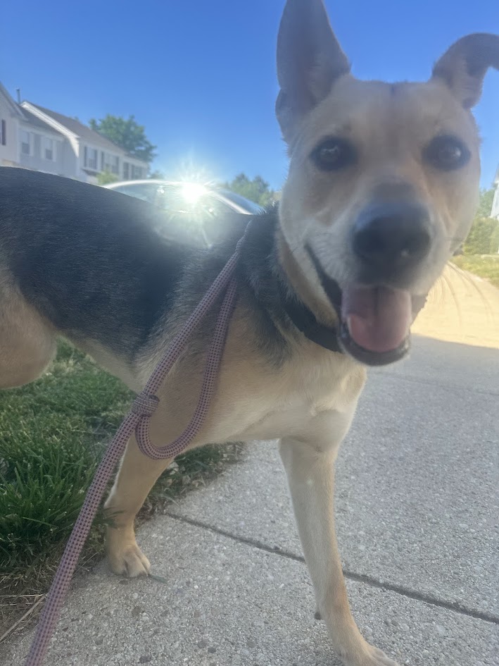 Gambrills dog walker